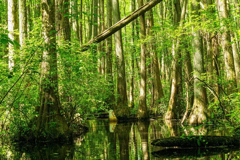 Big Cypress National Preserve, Ochopee, FL