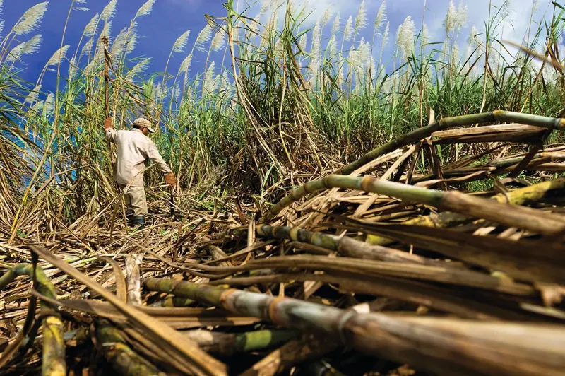 Sugar cane country, Belle Glade and Pahokee, FL