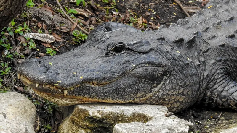 Everglades City and Chokoloskee, Collier County, FL