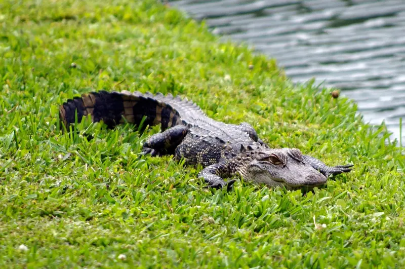 Suburbs on the Everglades edge, Weston, FL