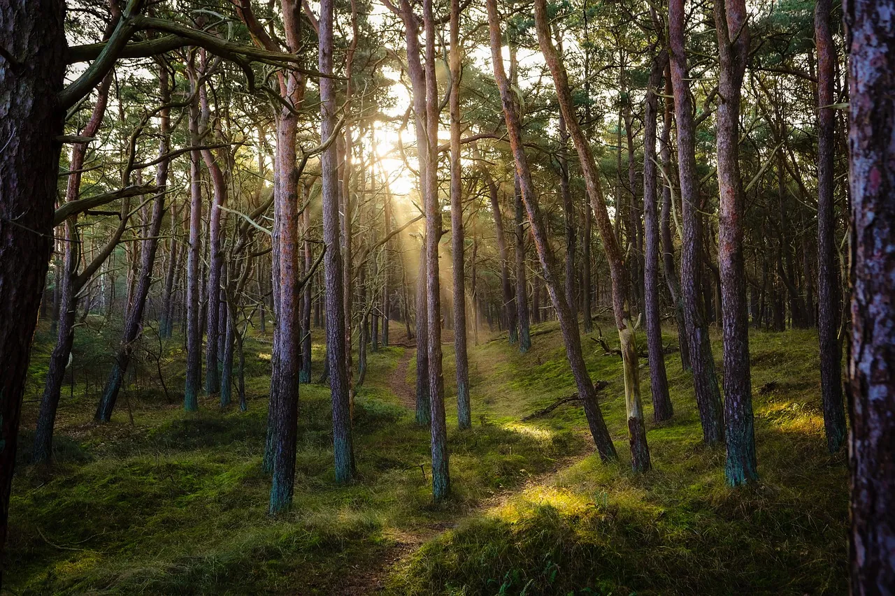 North Florida hunt camps, Apalachicola National Forest, FL