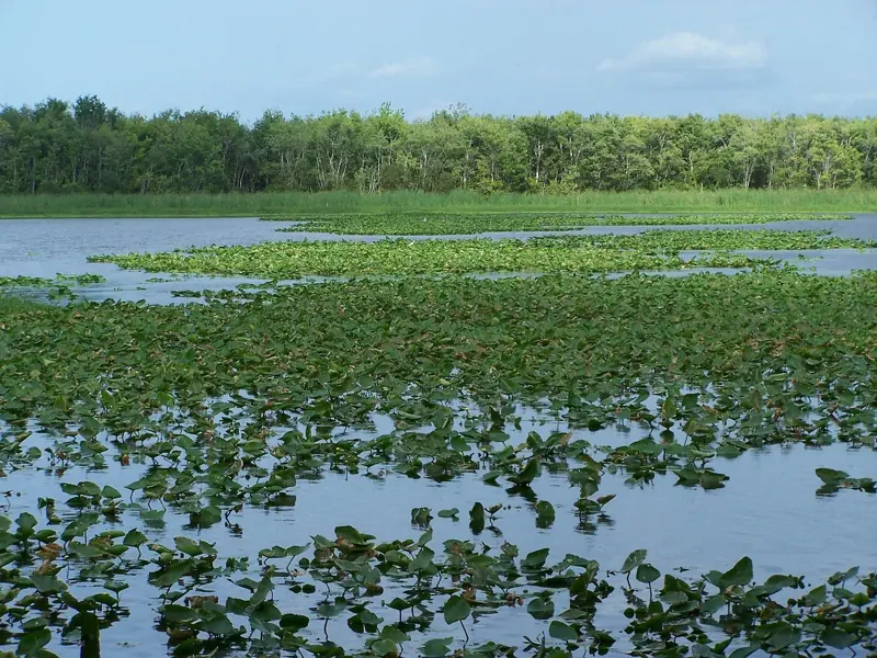 Lake George and the St. Johns River, Putnam County, FL