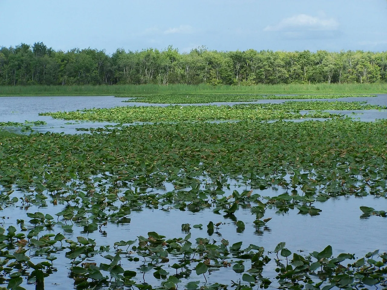 Lake George and the St. Johns River, Putnam County, FL
