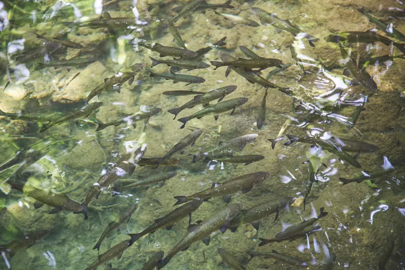Rainbow Springs and Ginnie Springs, Dunnellon and High Springs, FL