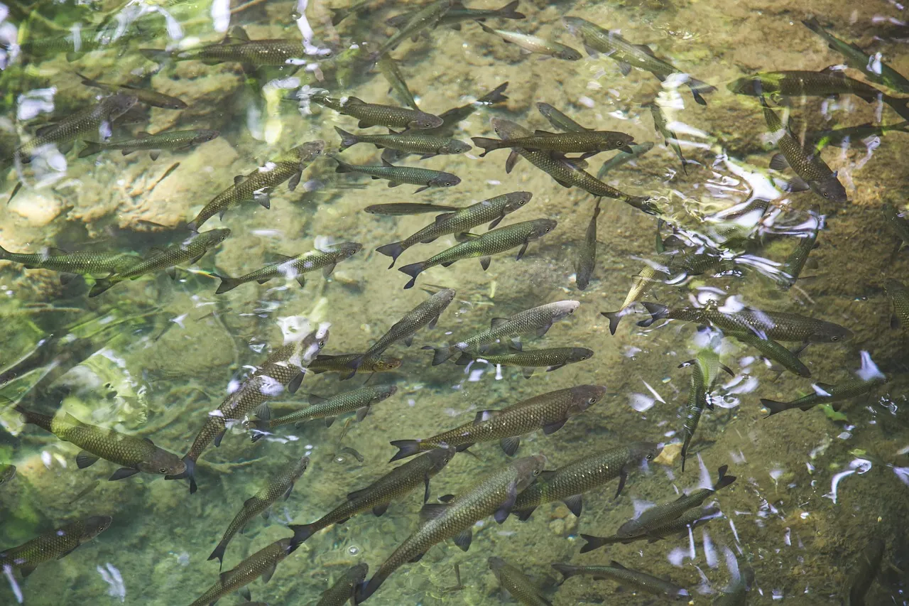 Rainbow Springs and Ginnie Springs, Dunnellon and High Springs, FL