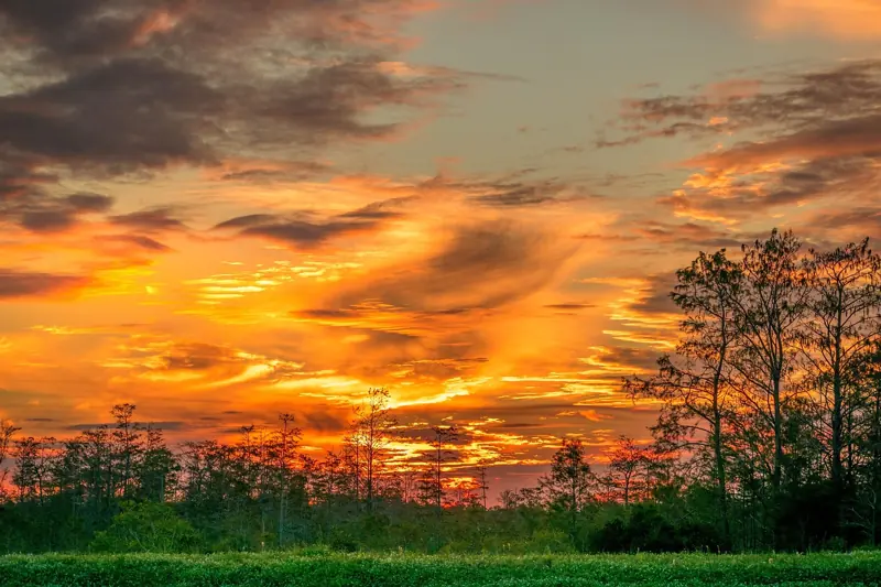 The Everglades