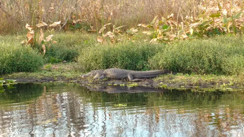 Shark Valley, Everglades National Park, Miami-Dade, FL