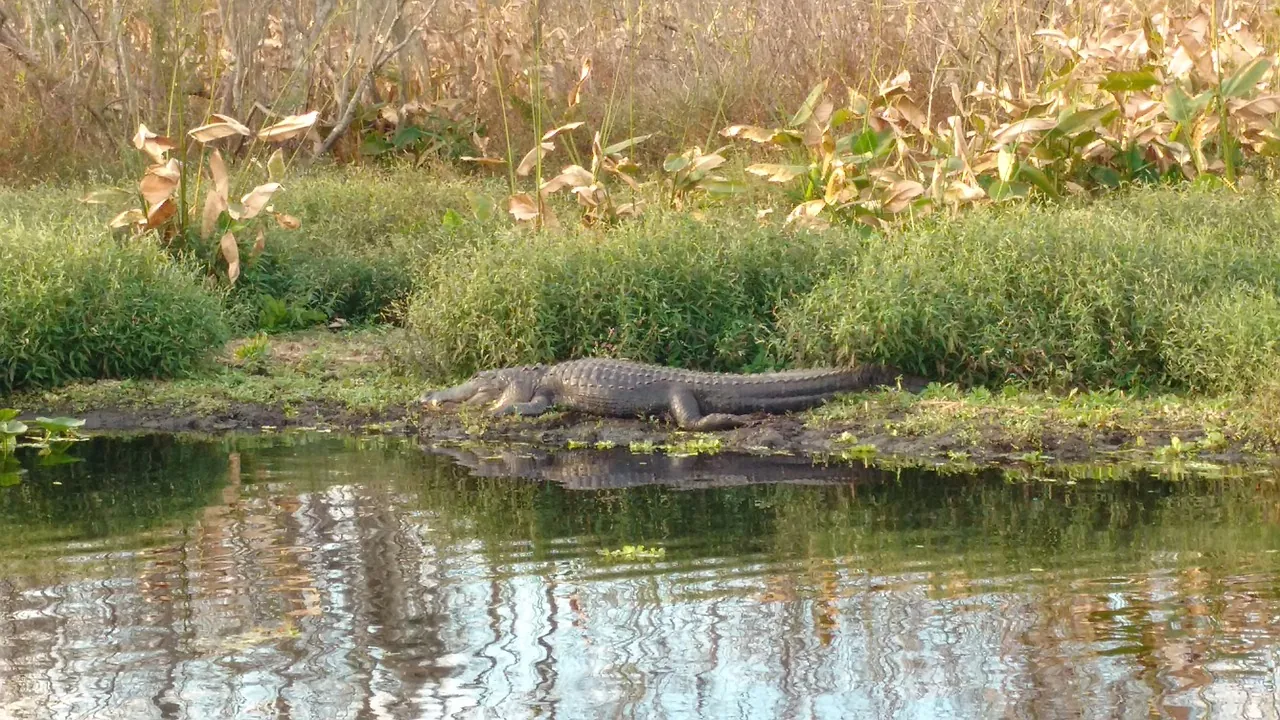 Shark Valley, Everglades National Park, Miami-Dade, FL